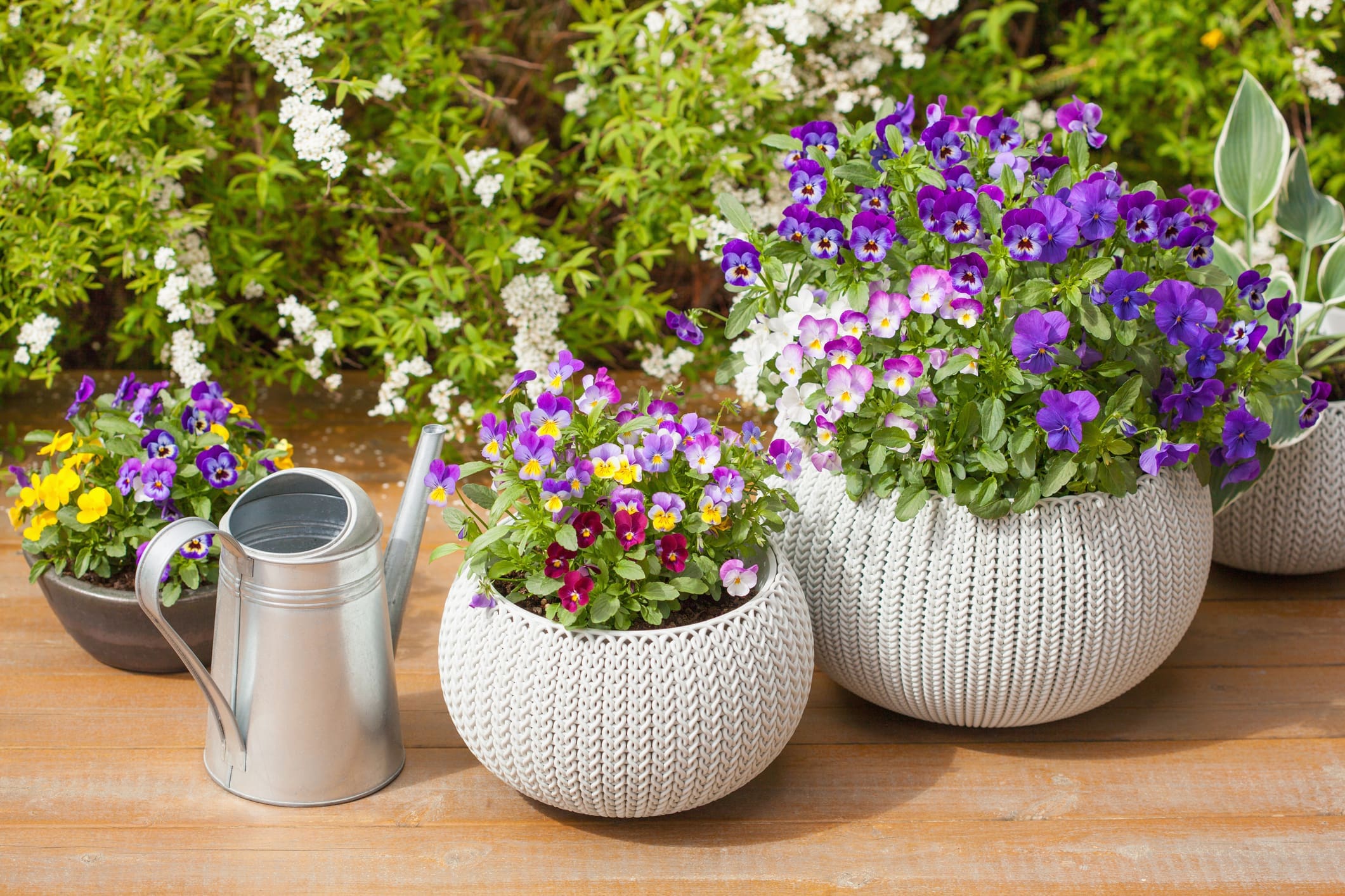 Plants potted inside a plastic container